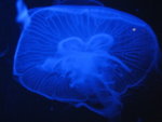oceanpark_200666_15