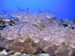 oceanpark_200666_16