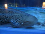 oceanpark_200666_19