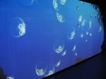 oceanpark_200666_26