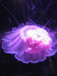 oceanpark_200666_8