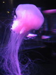 oceanpark_200666_9