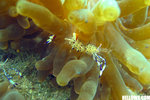 IMG_3806A1