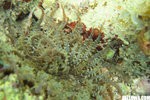 IMG_3816A1