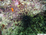 IMG_3818A1