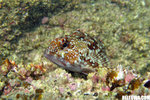 IMG_3831A1