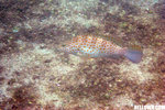 IMG_3854A1