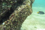 IMG_3858A1