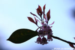 IMG_6954A1