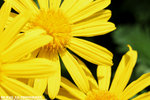 IMG_1265A1