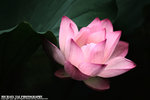 IMG_8542A2