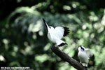IMG_4910A1