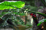 IMG_4964A1