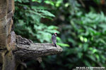IMG_4969A1