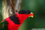 IMG_5043A1