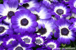 IMG_7659A