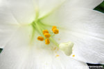 IMG_7664A