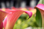 IMG_7712A