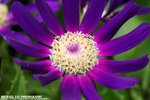 IMG_7726A