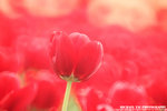 IMG_7751A