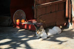 IMG_7736A