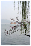 �h���D�a - ��� Orioles Singing in Ripples of Willows (Liulangwenying) - West Lake 