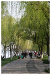 �h���D�a - ��� Orioles Singing in Ripples of Willows (Liulangwenying) - West Lake 
