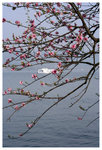 �h���D�a - ��� Orioles Singing in Ripples of Willows (Liulangwenying) - West Lake 