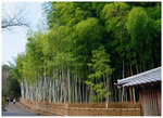 �D�o�P�s Saga Arashiyama