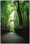 �D�o�P�s Saga Arashiyama