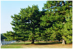 �ʳ��s�b Gyoen (Kyoto Imperial Park)