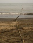 
�¨F���y Black Sand Beach
