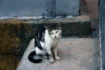 
Tai O cat
