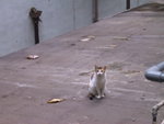
Central cat