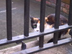 Central cat