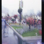 flowershow06-holga-006s