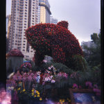flowershow06-holga-007s