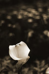 IMG_3797-kes
