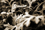 IMG_3805-kes