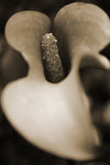 IMG_4011-kes