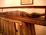 Crocodile Mummy