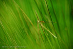ss_IGP3037