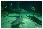 sydney aquarium01