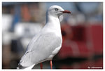 sydney fish market-bird