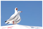 sydney fish market-bird01