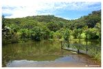 rainforest