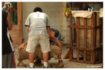 cut sheep hair