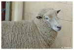sheep