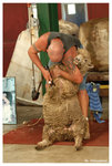 sheep cutter03