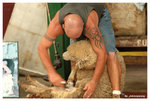 sheep cutter05